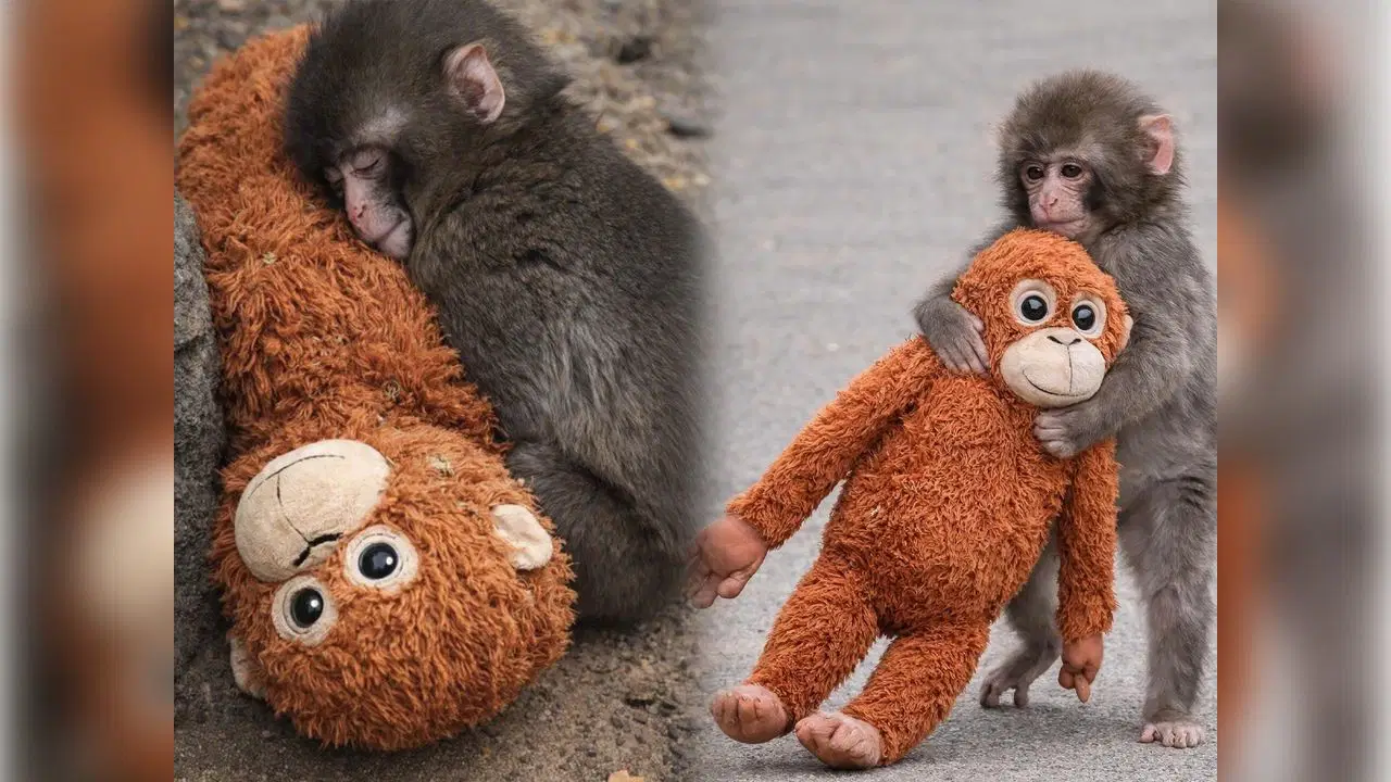 Terk edilen Punch'ın hikâyesi