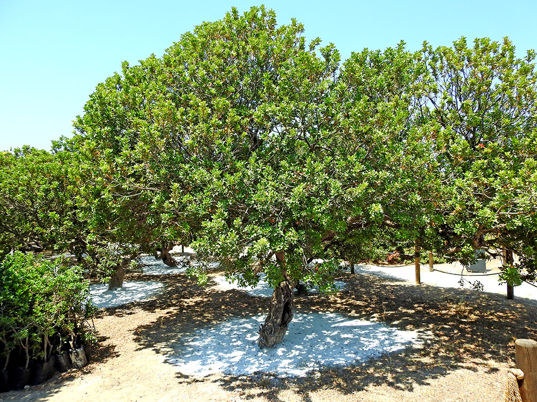 Çeşme’de sakız ağaçları çizilmeye başladı