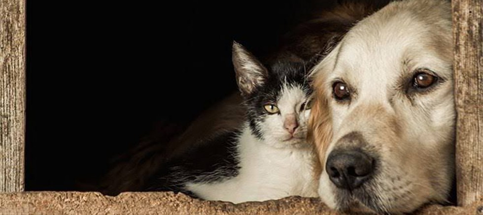 ÇEŞME KENT KONSEYİ : 